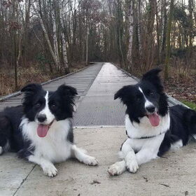 Hondenfoto van Lise met Ruby, Naïn & Qalvin