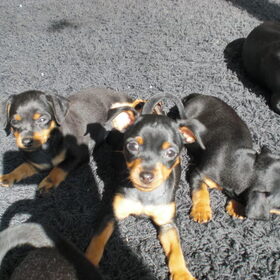 Hondenfoto van Karin, Lina en Jazzy (Alex r.i.p.)