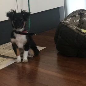 Hondenfoto van Ida&Kees