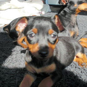 Hondenfoto van Karin, Lina en Jazzy (Alex r.i.p.)