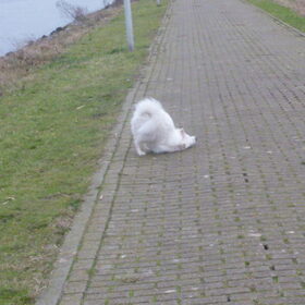 Hondenfoto van Roos,Jeff † en Waldo † en Mootje † 