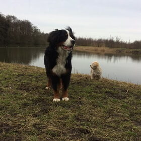 Hondenfoto van Ilse met haar schatjes: Binny & Stoetel