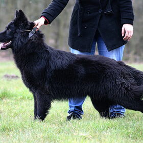 Hondenfoto van Onyx, Anna, Elsa, Mazikeen, Momo en Schatzi