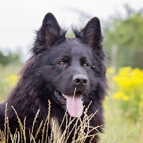 Hondenfoto van Onyx, Anna, Elsa, Mazikeen, Momo en Schatzi
