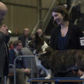 Hondenfoto van Nathalie, Harley & Mr. Deeks
