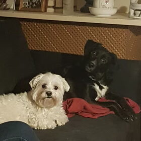 Hondenfoto van Lucia, Lizzy & Ziva