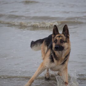 Hondenfoto van Vicky & Toby