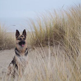 Hondenfoto van Vicky & Toby