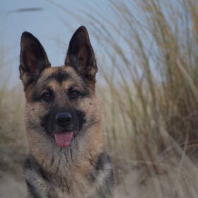 Hondenfoto van Vicky & Toby