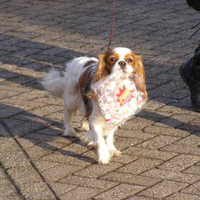 helpen boodschappen doen