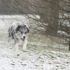 Hondenfoto van Angelique; Bruno, Charlie & Fenna  