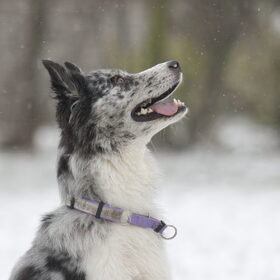 Hondenfoto van Angelique; Bruno, Charlie & Fenna  
