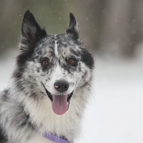 Hondenfoto van Angelique; Bruno, Charlie & Fenna  