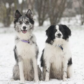 Hondenfoto van Angelique; Bruno, Charlie & Fenna  