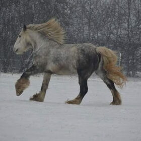 Hondenfoto van Lisanne, Misha, Tessa&Arrow