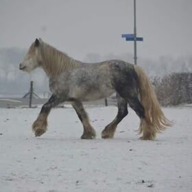 Hondenfoto van Lisanne, Misha, Tessa&Arrow