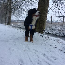 Hondenfoto van Ilse met haar schatjes: Binny & Stoetel