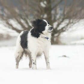 Hondenfoto van Angelique; Bruno, Charlie & Fenna  