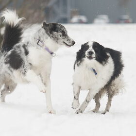 Hondenfoto van Angelique; Bruno, Charlie & Fenna  
