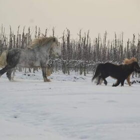 Hondenfoto van Lisanne, Misha, Tessa&Arrow
