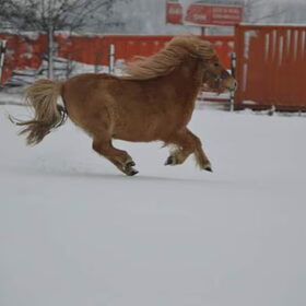 Hondenfoto van Lisanne, Misha, Tessa&Arrow