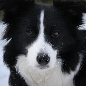 Sneeuw