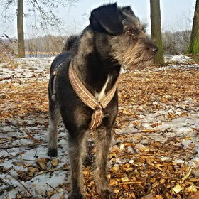 Hondenfoto van Ciska en Spanjaardje Moh (Bambi r.i.p.)