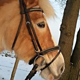 Hondenfoto van Ciska en Spanjaardje Moh (Bambi r.i.p.)