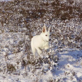 Lekker rennen in de sneeuw!