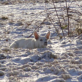 De sneeuw is zo leuk!