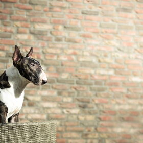 Hondenfoto van Hannah & Bink† en Beertje