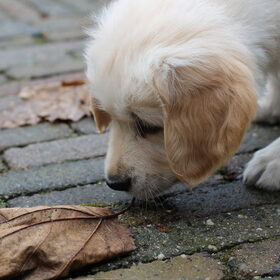 Tuin onderzoeken, alles is interessant!