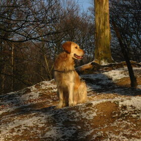 Bobbie blij in het bos