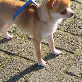 dekreutje voor BAMBI