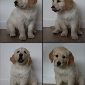 Hondenfoto van Fresta & Link