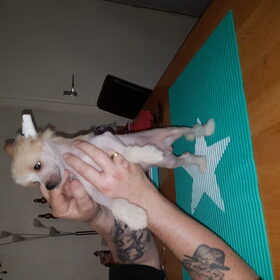 Hondenfoto van Els 