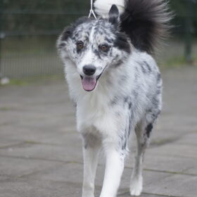 Hondenfoto van Angelique; Bruno, Charlie & Fenna  