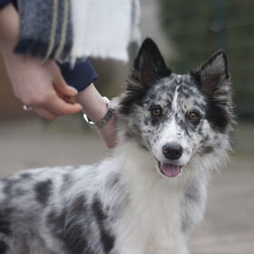 Hondenfoto van Angelique; Bruno, Charlie & Fenna  