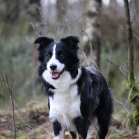 In het bos