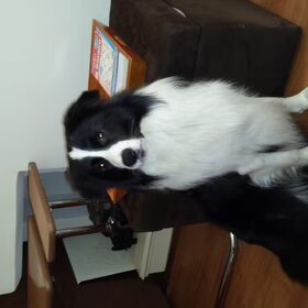 Hondenfoto van carla en Buddy 