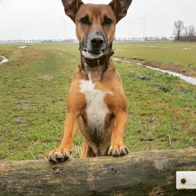 Hondenfoto van Sanne & Denise, Fanny, Vita