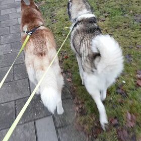 Hondenfoto van Tiffani & Pepper 