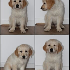 Hondenfoto van Fresta & Link