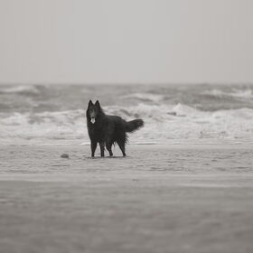 Hondenfoto van Bianca  