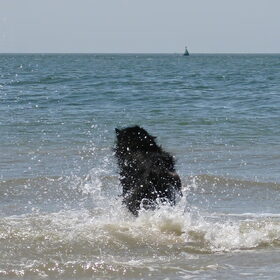 Quinty neemt een duik in de zee