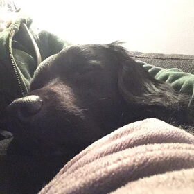 Hondenfoto van Doortje & Tibbe