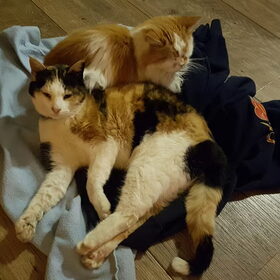 Hondenfoto van laura   Diva&Nova