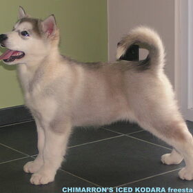 ons Nala in showstand 1ste geworden bij beste baby