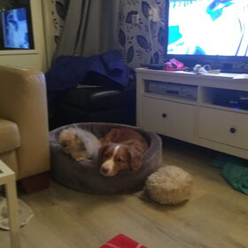 Hondenfoto van Sigrid, Sandy, Diva & Nala