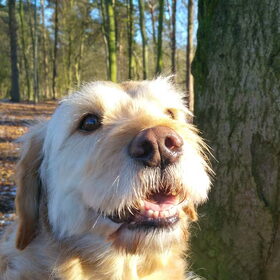 Hondenfoto van Anita